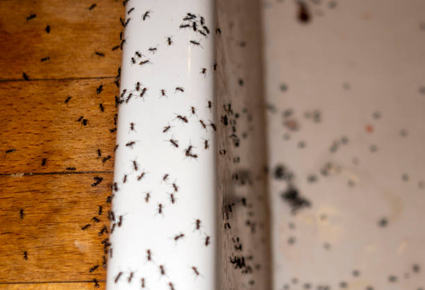 Best Exterminator Services  in Holiday Island, AR