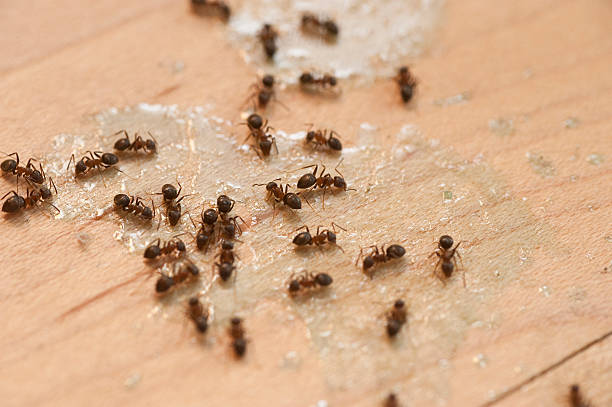 Best Pest Control Near Me  in Holiday Island, AR