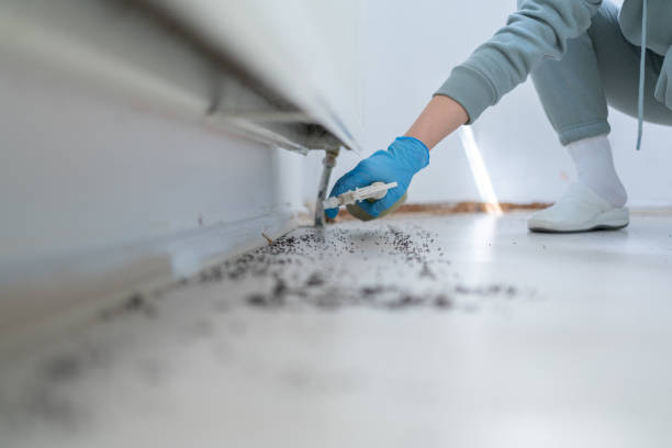 Wasp Removal Services in Holiday Island, AR
